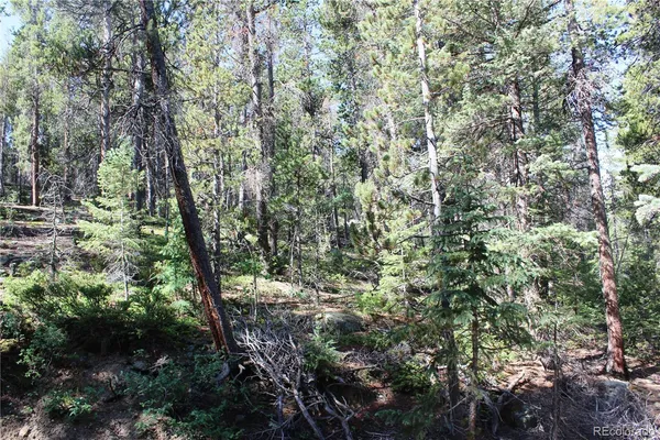 a view of a forest with lots of trees