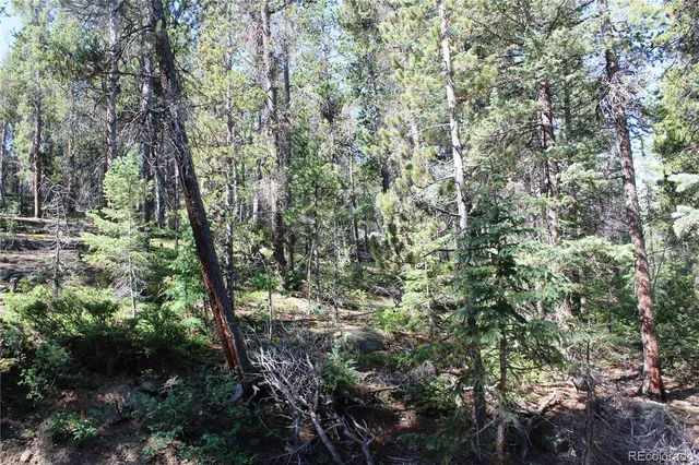 a view of a forest with lots of trees
