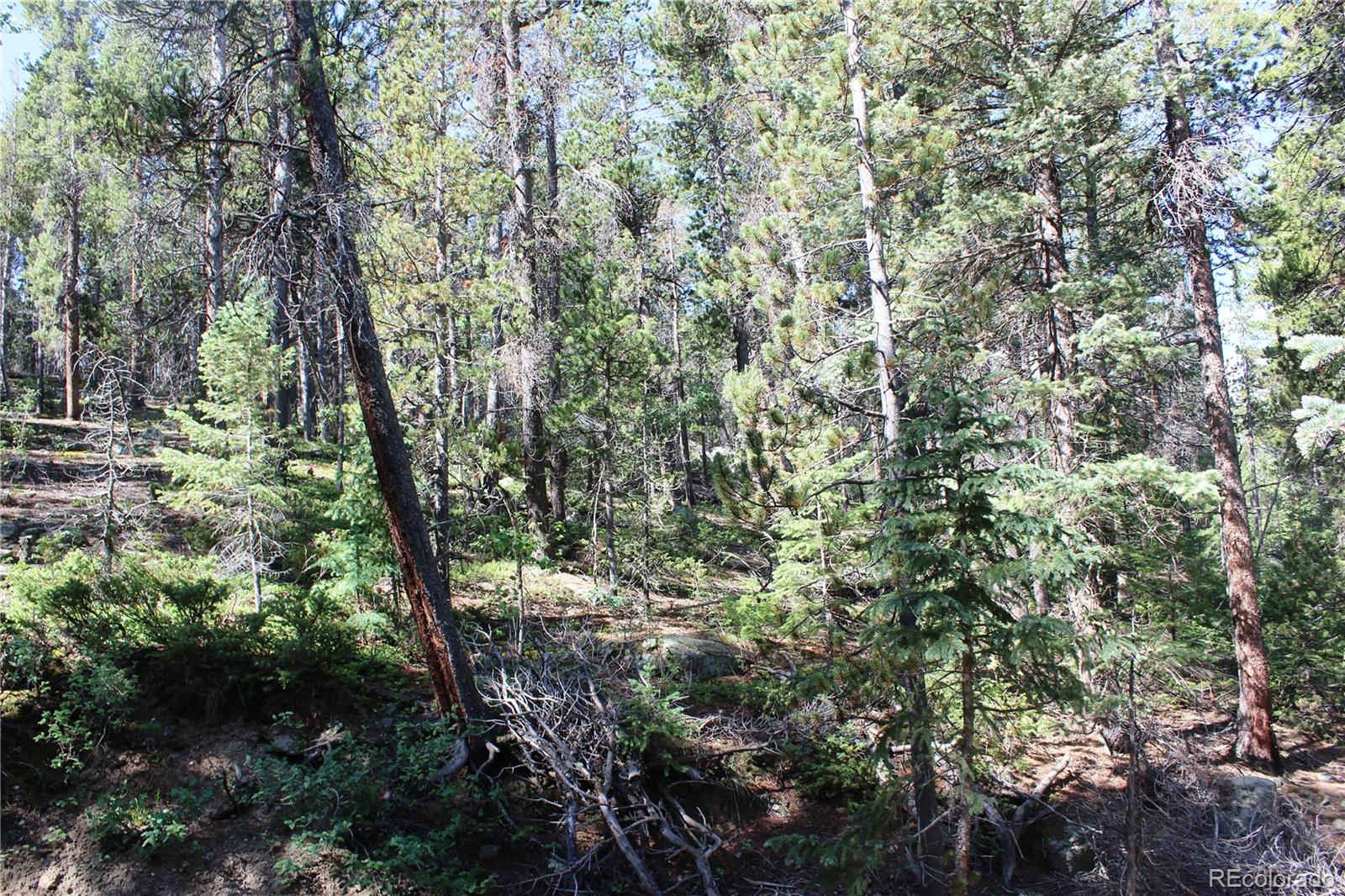 0 Sunflower Road Black Hawk, CO 80422 - Photo 5 of 14 a view of a forest with a tree