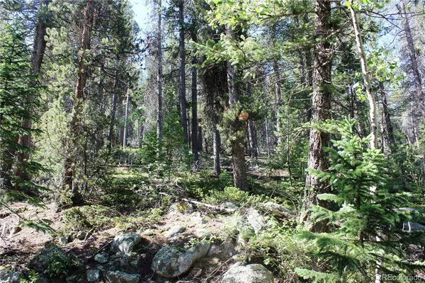 a view of a tree with a tree