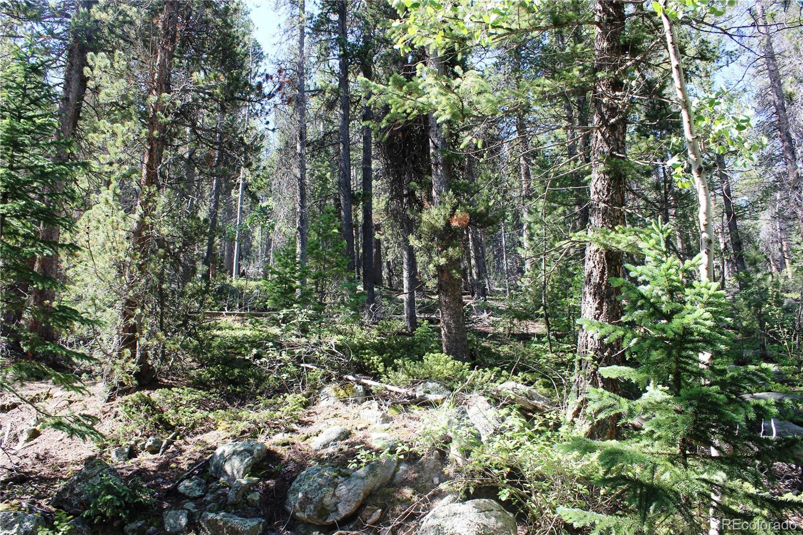 0 Sunflower Road Black Hawk, CO 80422 - Photo 6 of 14 a view of a forest with lots of trees