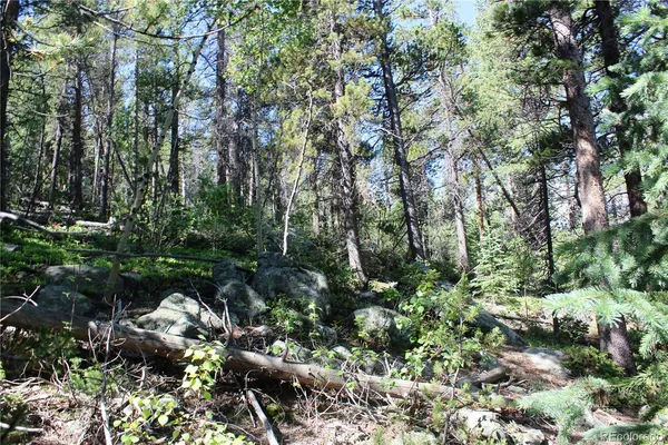 a view of a forest with plants and trees