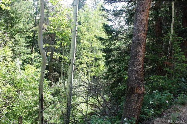 a close up of a tree
