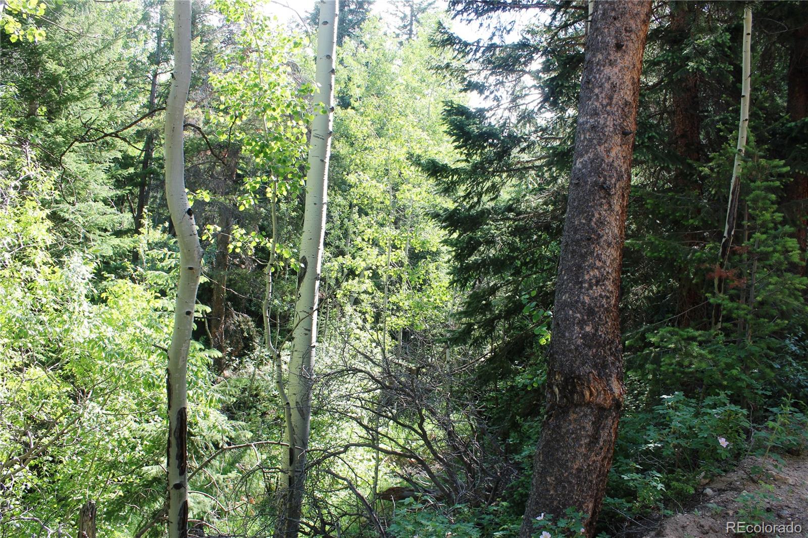 0 Sunflower Road Black Hawk, CO 80422 - Photo 8 of 14 a view of a forest with plants and trees