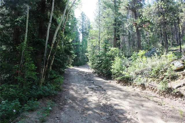 a view of a forest with a tree