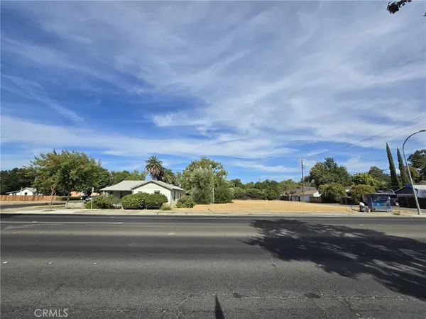 a street view with large trees