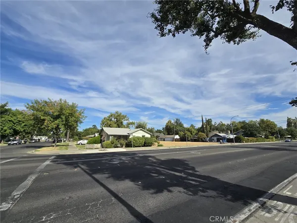 a street view with large trees