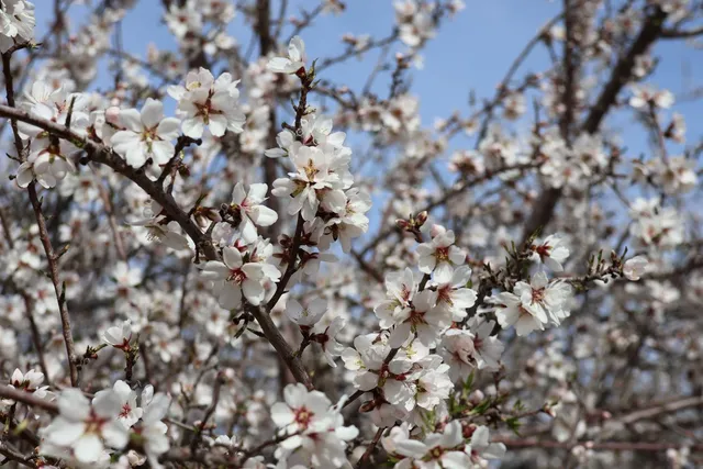 $1,920,000 | Undisclosed Address, Firebaugh, CA 93622