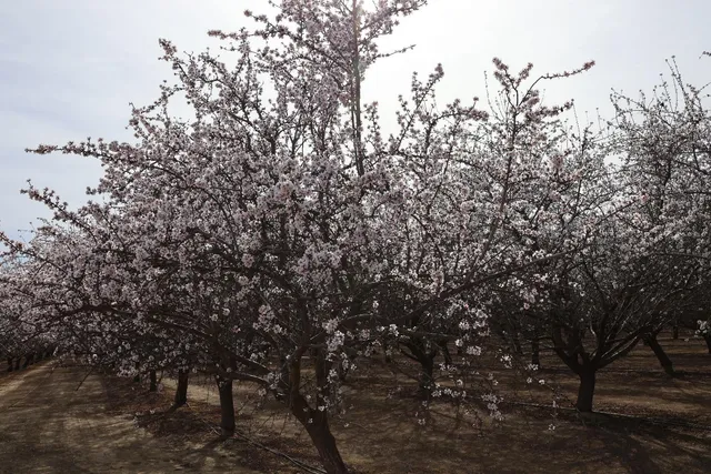 $1,920,000 | Undisclosed Address, Firebaugh, CA 93622