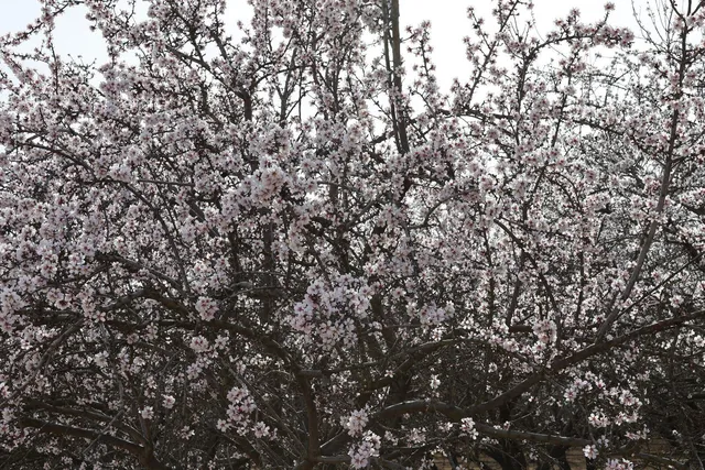 $1,920,000 | Undisclosed Address, Firebaugh, CA 93622