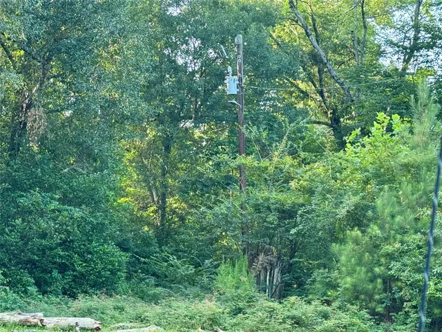 a view of a lush green forest