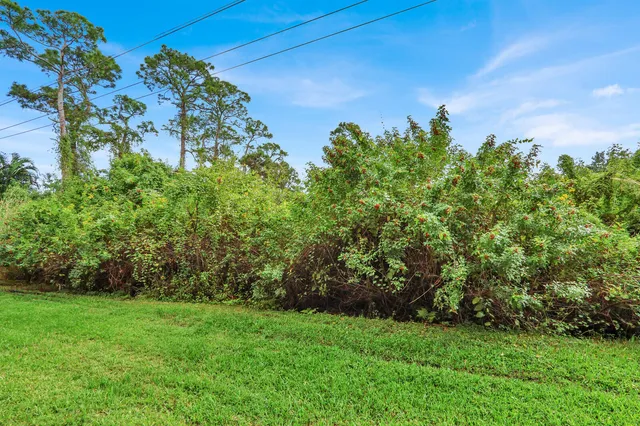 a view of a big yard with plants and large trees
