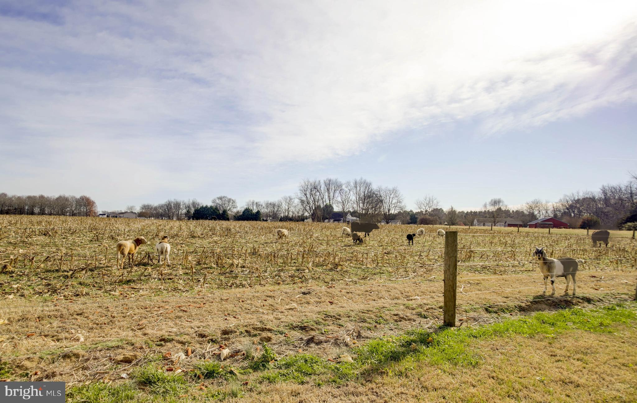 3297 Gallagher Road Preston, MD 21655 - Photo 48 of 72 Pasture view in rear