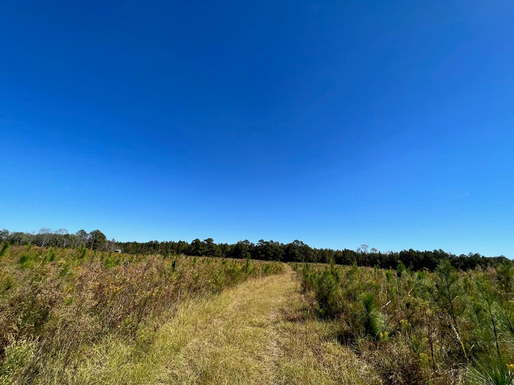 6875 Causeyville Clarke Road Meridian, MS 39301 - Photo 9 of 27 Photo 9