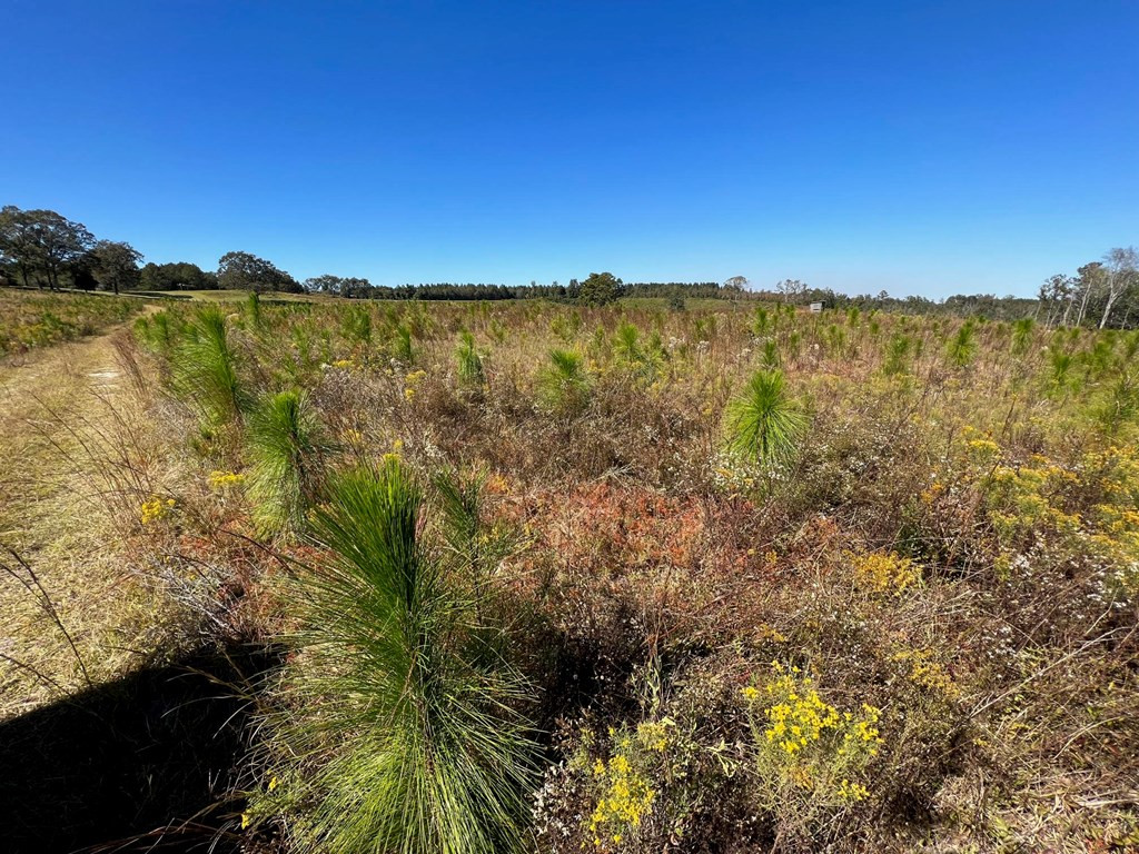 6875 Causeyville Clarke Road Meridian, MS 39301 - Photo 10 of 27 Photo 10