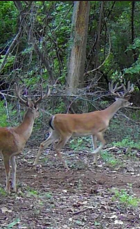 11810 Reinecker Road Wallis, TX 77485 - Photo 17 of 35 Deer