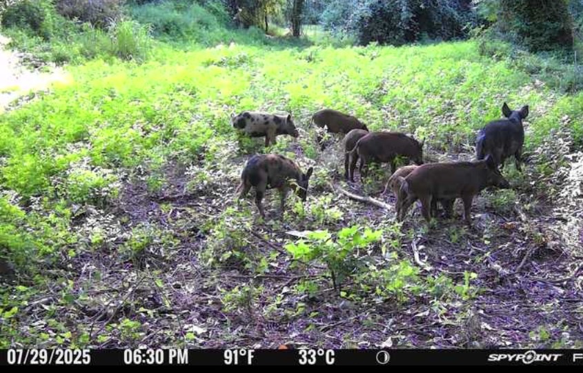 11810 Reinecker Road Wallis, TX 77485 - Photo 18 of 35 Hogs