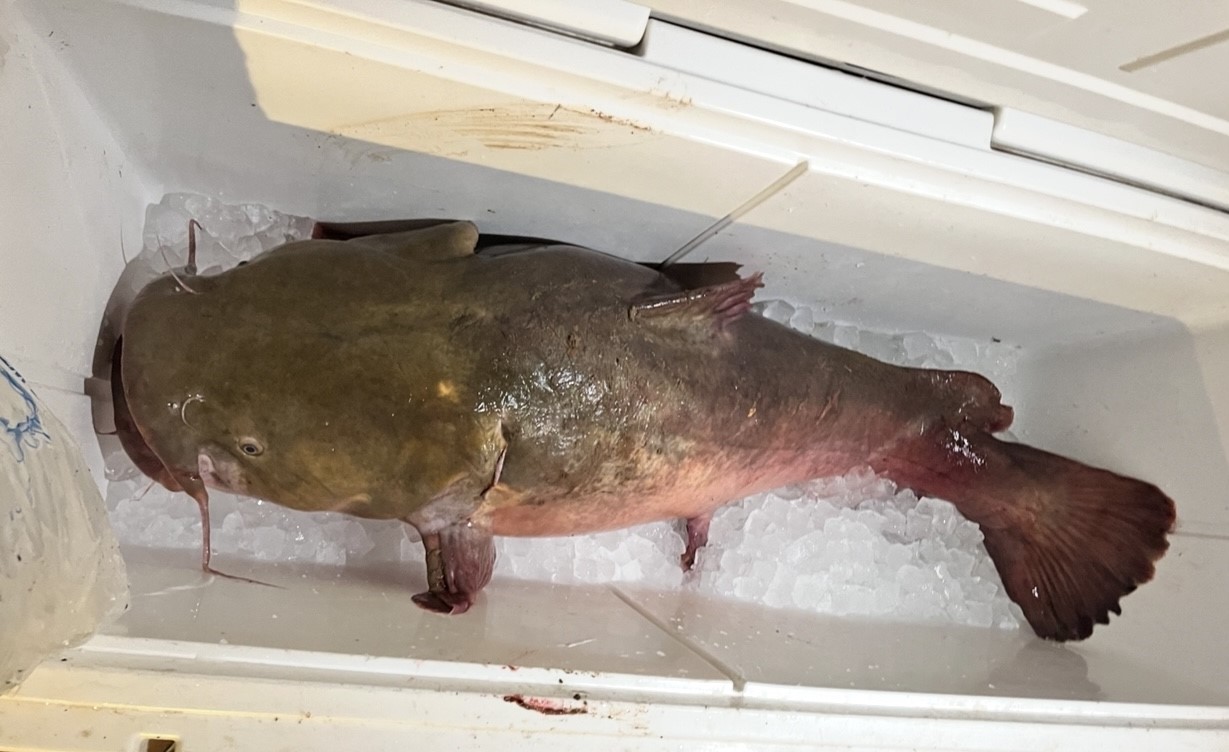 11810 Reinecker Road Wallis, TX 77485 - Photo 19 of 35 Catfish