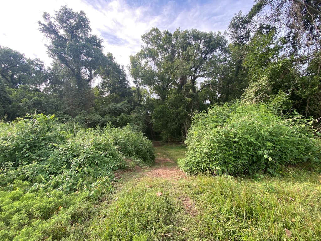 11810 Reinecker Road Wallis, TX 77485 - Photo 29 of 35 Explore the gorgeous wooded area that leads to the Brazos River