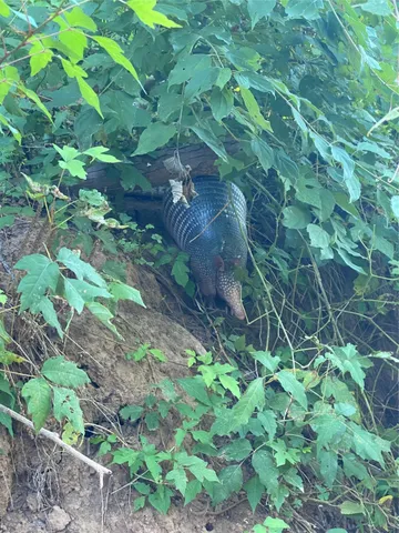 a backyard of a house