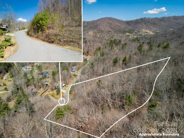 a view of a forest with a mountain view
