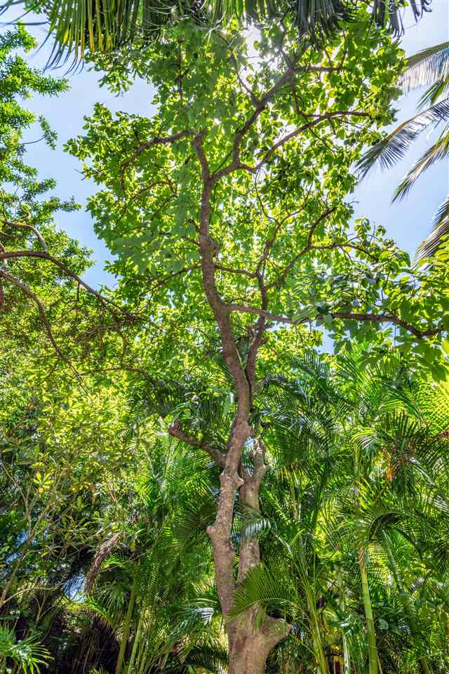 350 Hoolawa Road Haiku, HI 96708 - Photo 23 of 23 a view of a tree