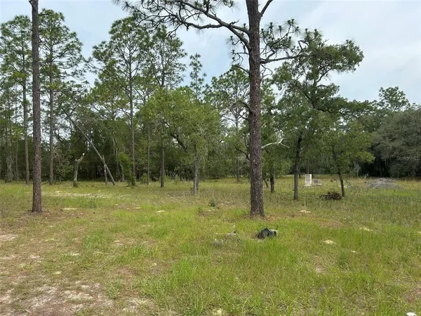 a view of a garden with trees