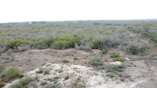 a view of a forest with trees in the background