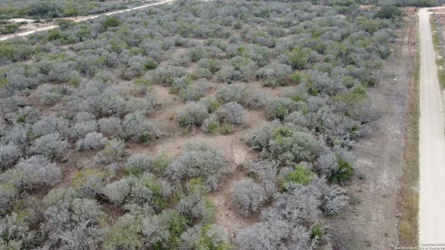 a view of a field with large trees