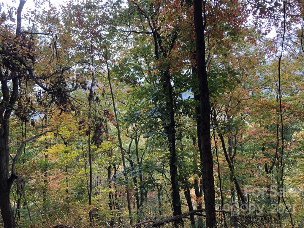 9999 Wild Cat Road Hot Springs, NC 28743 - Photo 5 of 12 Gallery Image 5