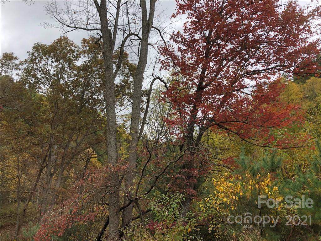 9999 Wild Cat Road Hot Springs, NC 28743 - Photo 10 of 12 Gallery Image 10