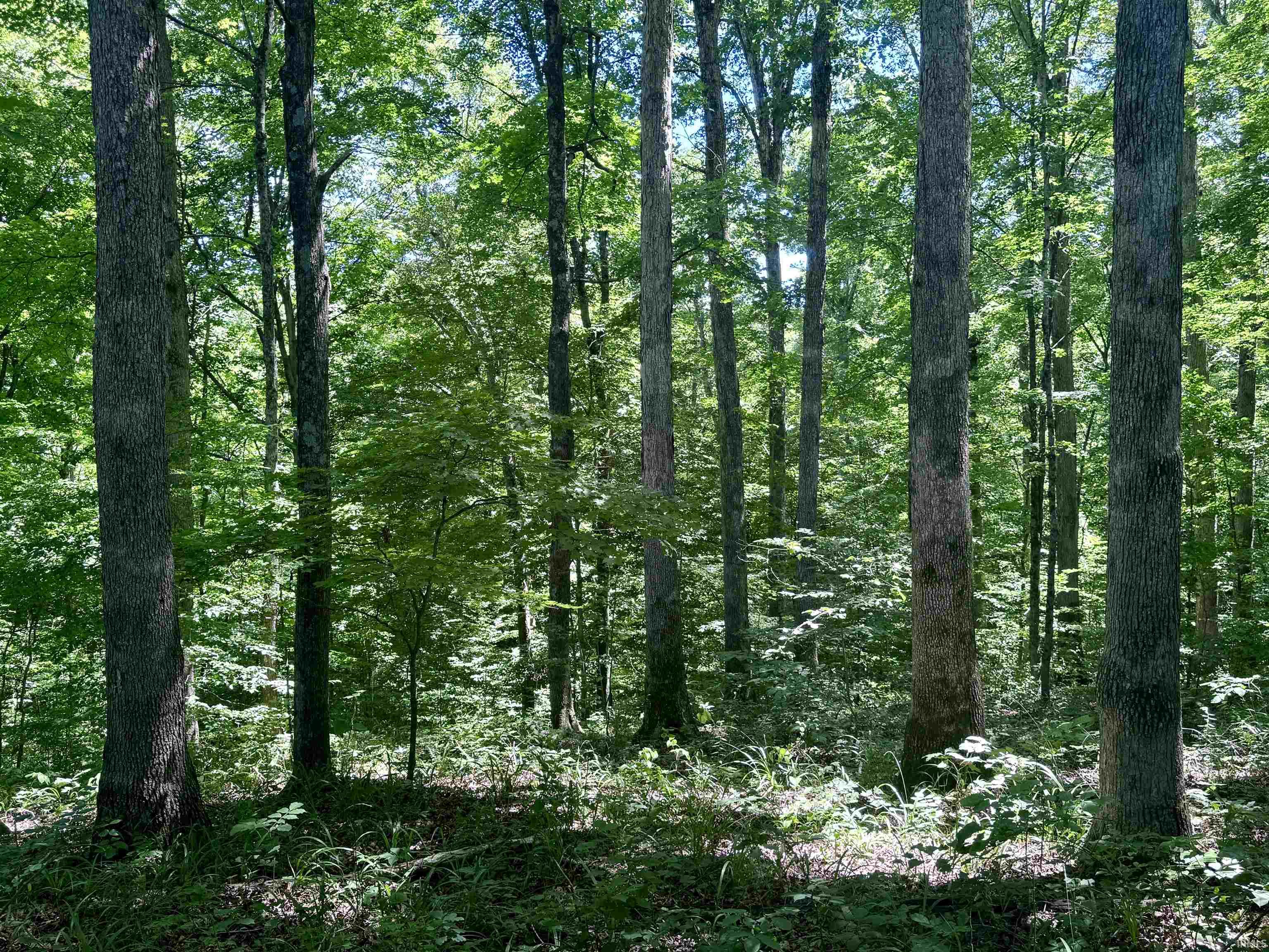 Off Off Westfork English, IN 47118 - Photo 16 of 36