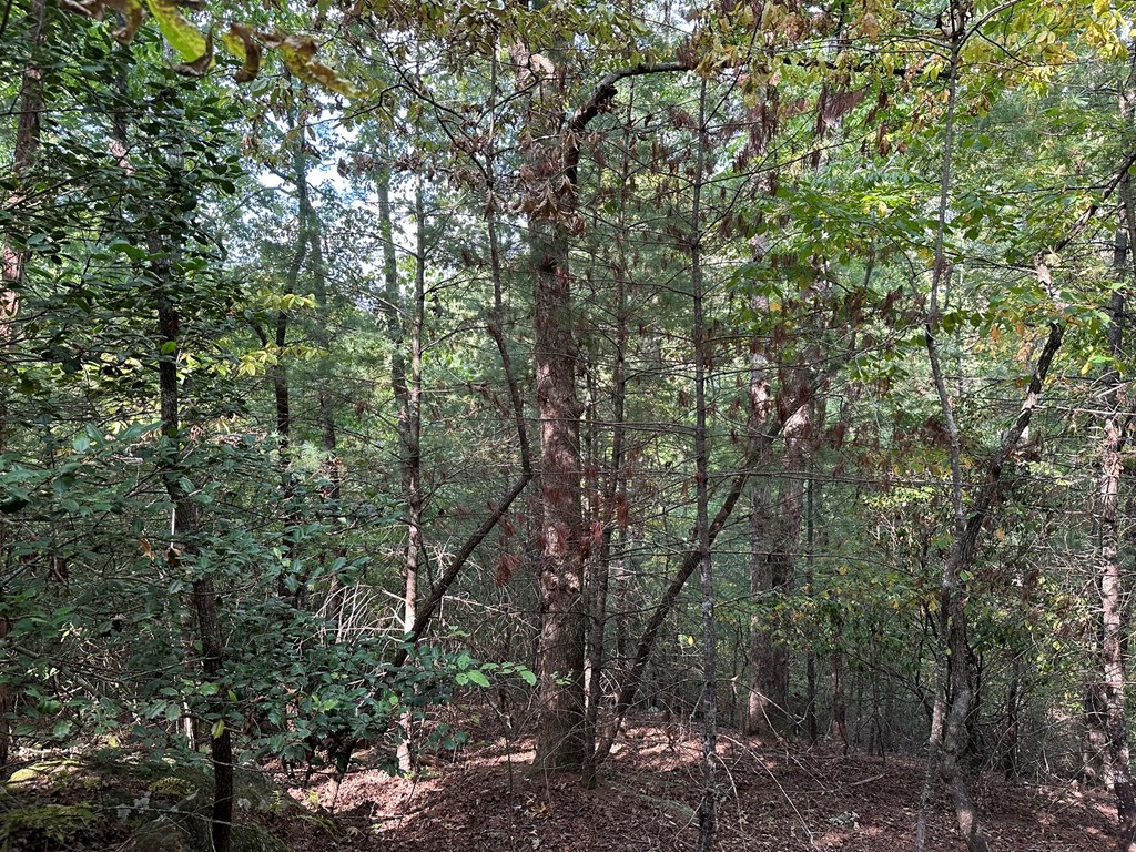 2 Kyle-arp Blue Ridge Blue Ridge, GA 30513 - Photo 38 of 39 Gallery Image 38
