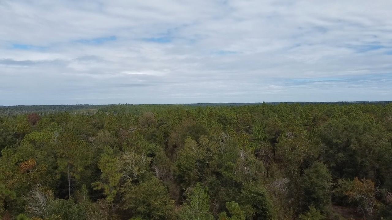 Xxx Northwest Richard Hardy Road West Bristol, FL 32321 - Photo 1 of 19 Gallery Image 1