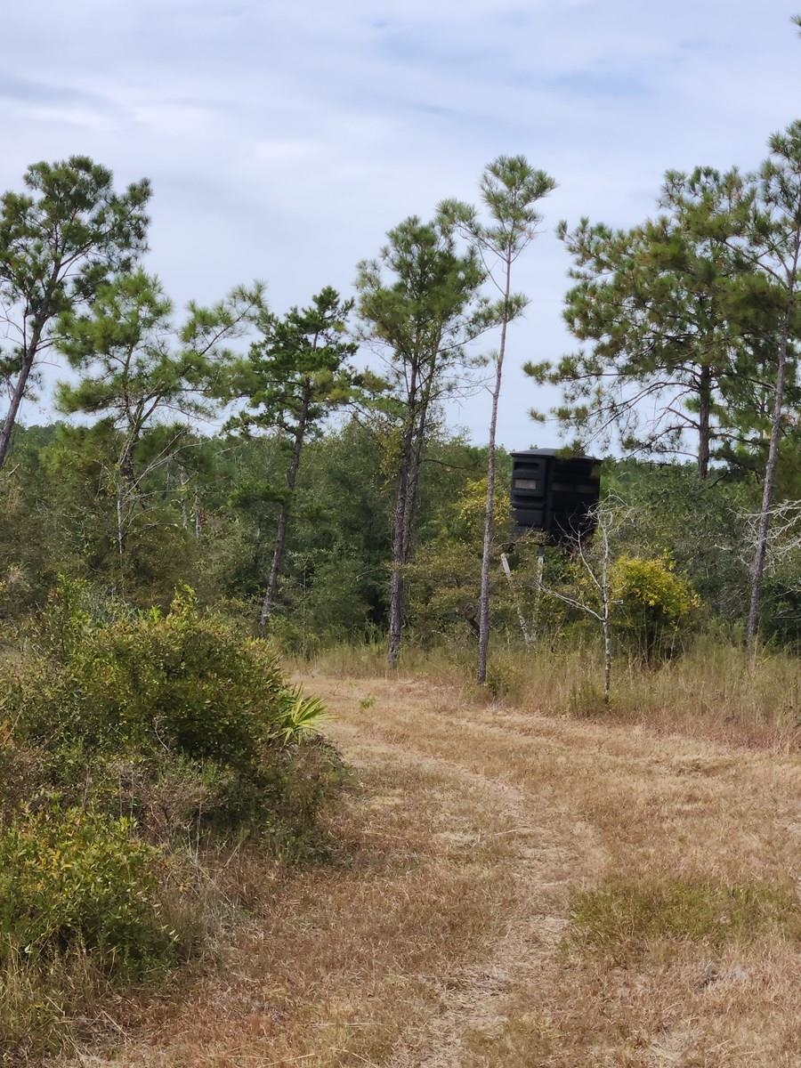Xxx Northwest Richard Hardy Road West Bristol, FL 32321 - Photo 13 of 19 Gallery Image 13