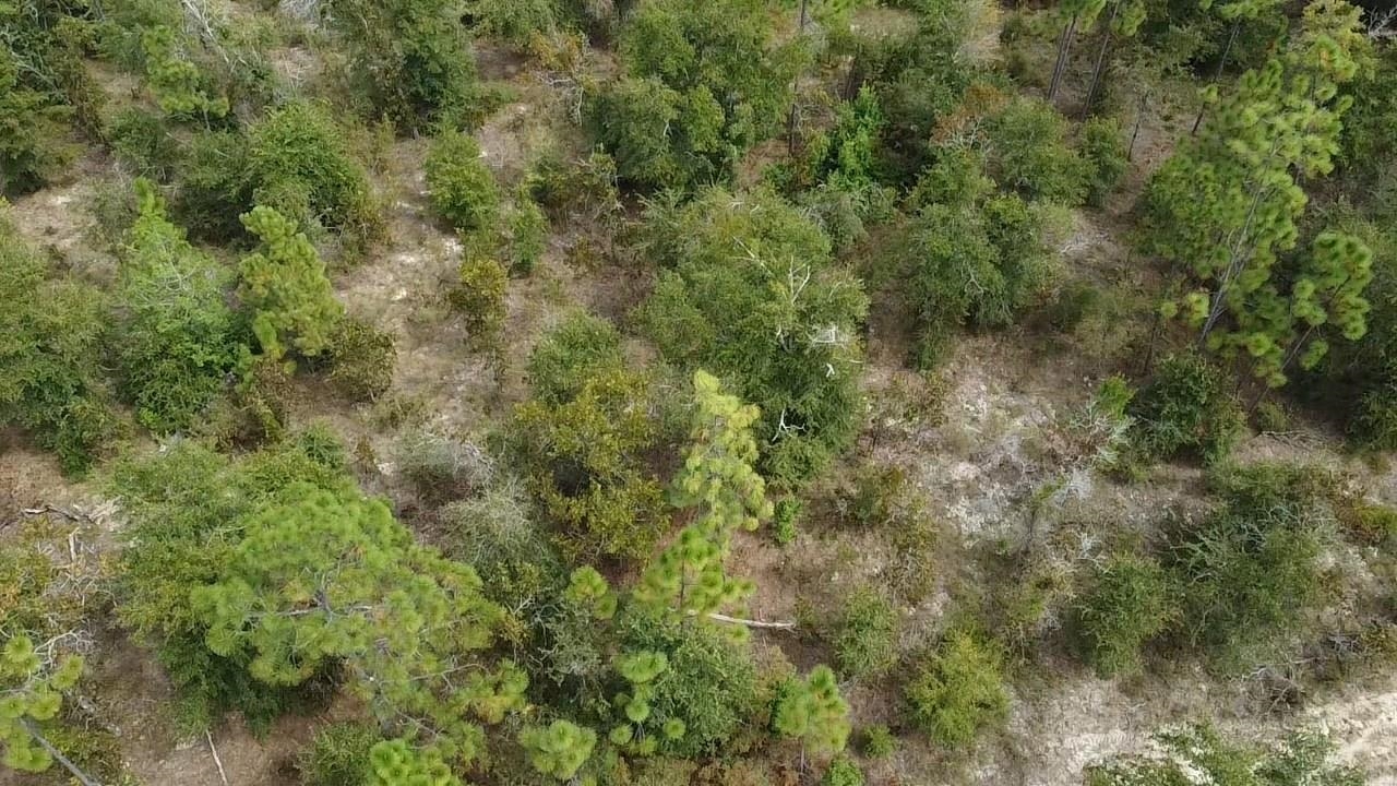 Xxx Northwest Richard Hardy Road West Bristol, FL 32321 - Photo 14 of 19 Gallery Image 14