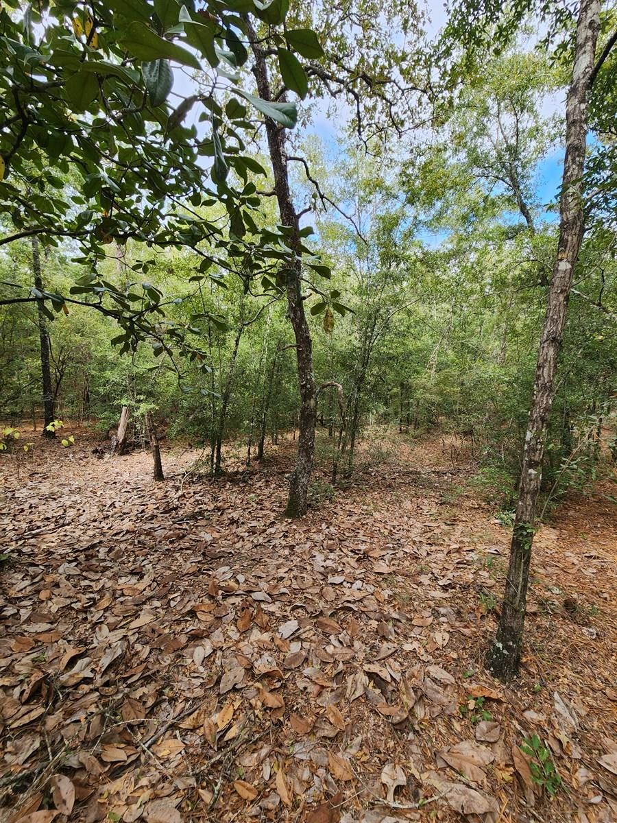 Xxx Northwest Richard Hardy Road West Bristol, FL 32321 - Photo 18 of 19 Gallery Image 18