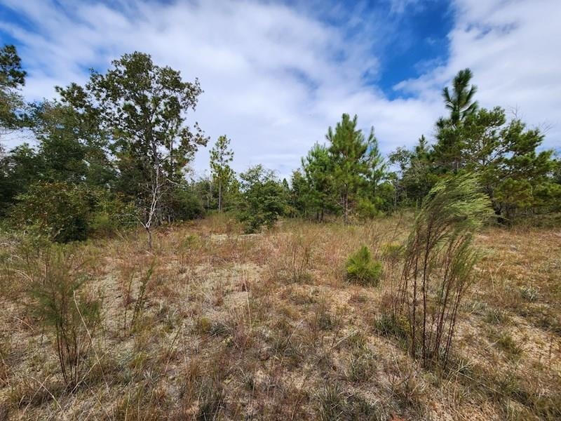 Xxx Northwest Richard Hardy Road West Bristol, FL 32321 - Photo 4 of 19 Gallery Image 4
