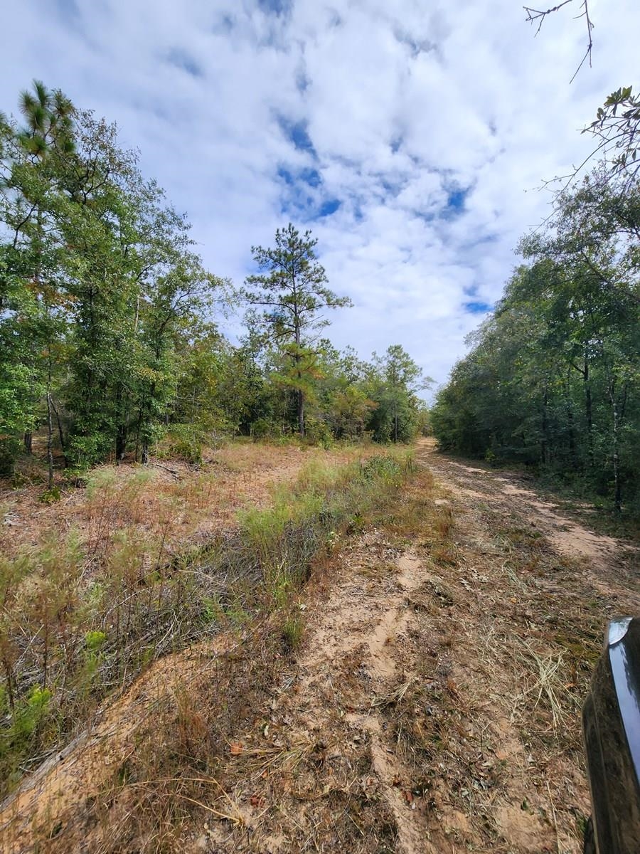 Xxx Northwest Richard Hardy Road West Bristol, FL 32321 - Photo 5 of 19 Gallery Image 5