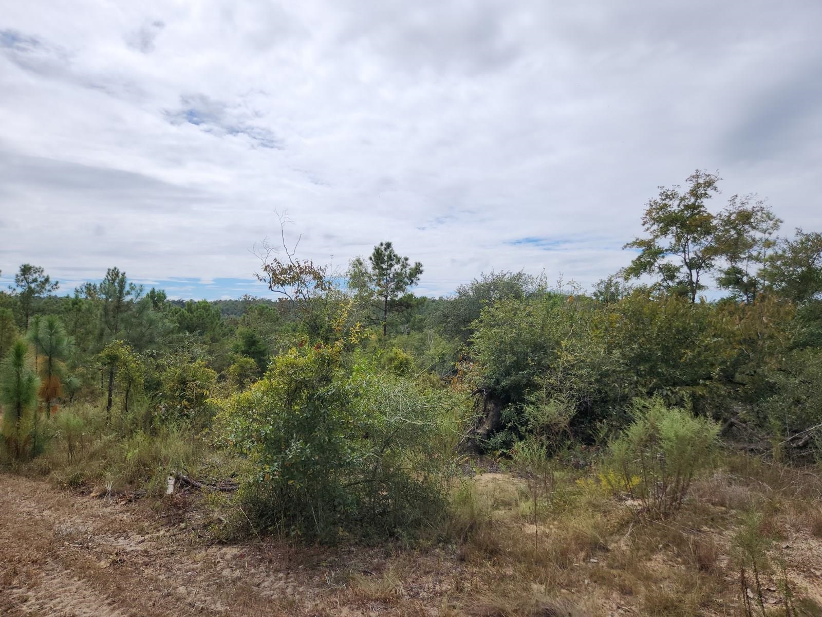 Xxx Northwest Richard Hardy Road West Bristol, FL 32321 - Photo 6 of 19 Gallery Image 6