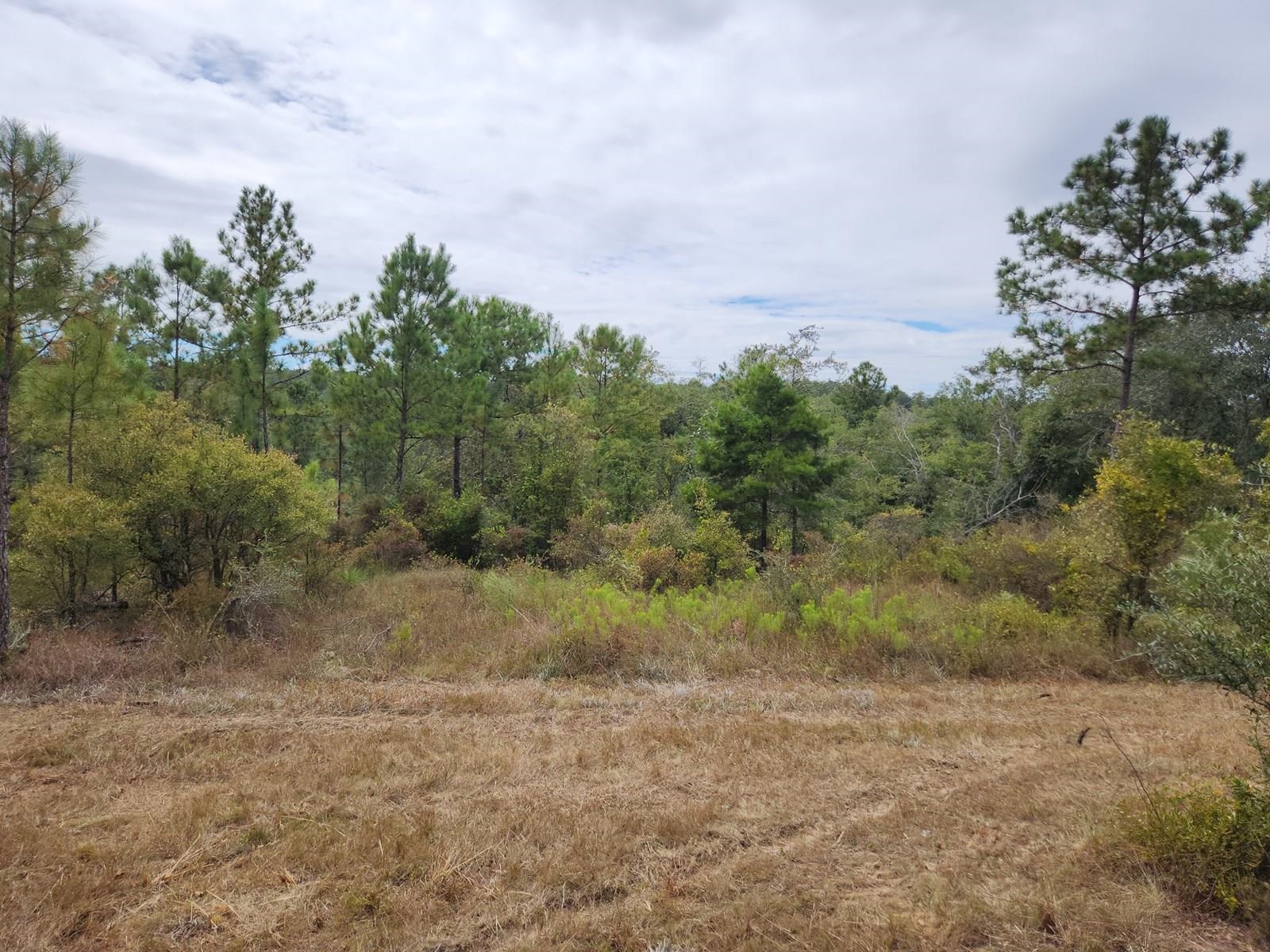 Xxx Northwest Richard Hardy Road West Bristol, FL 32321 - Photo 7 of 19 Gallery Image 7