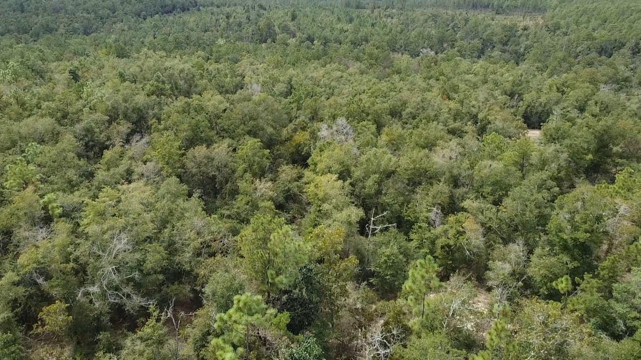 Xxx Northwest Richard Hardy Road West Bristol, FL 32321 - Photo 8 of 19 Gallery Image 8