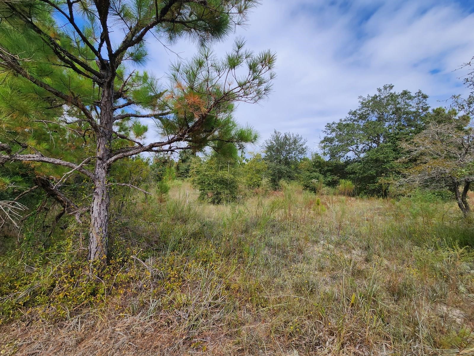 Xxx Northwest Richard Hardy Road West Bristol, FL 32321 - Photo 10 of 19 Gallery Image 10