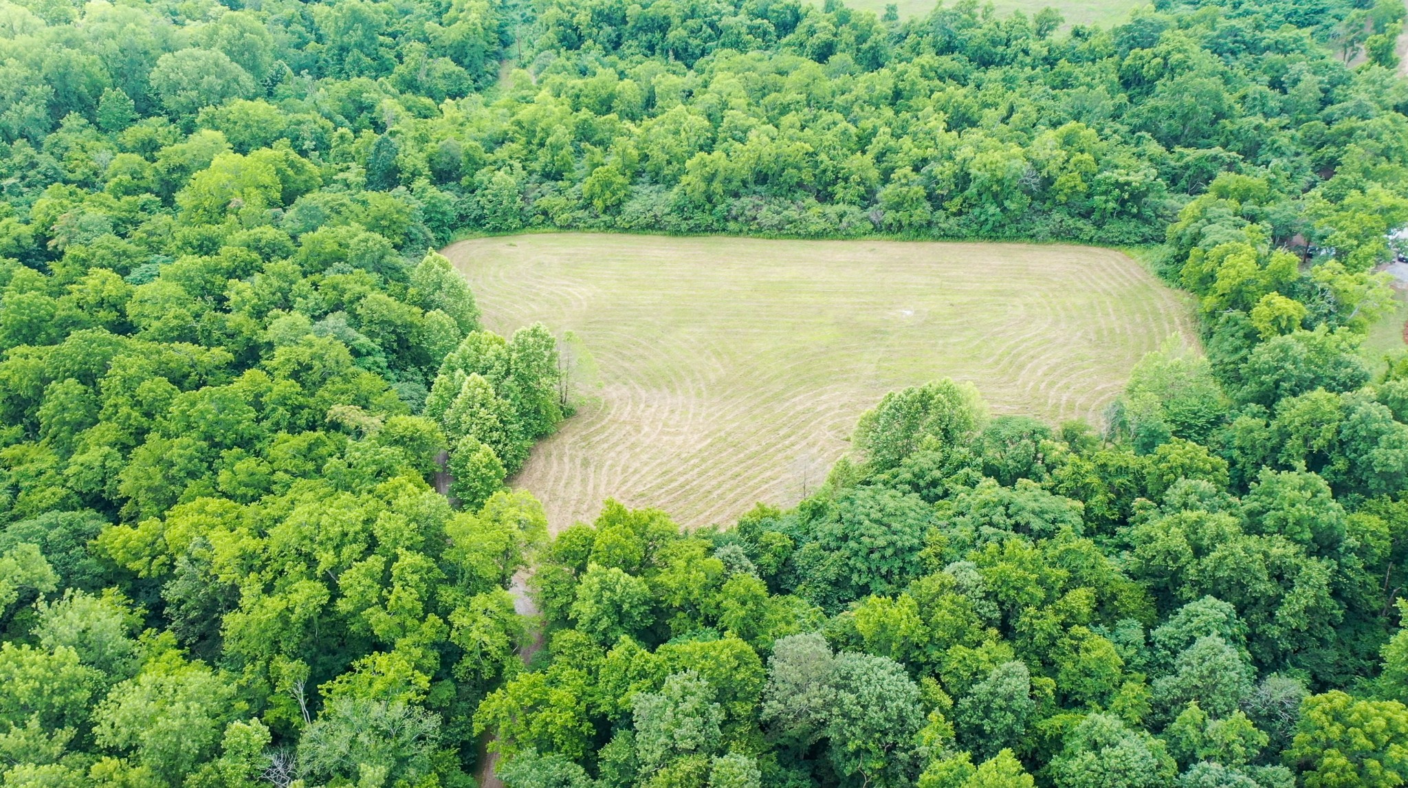 0 Parsons Bend Road Columbia, TN 38401 - Photo 12 of 34 a view of a yard with a tree