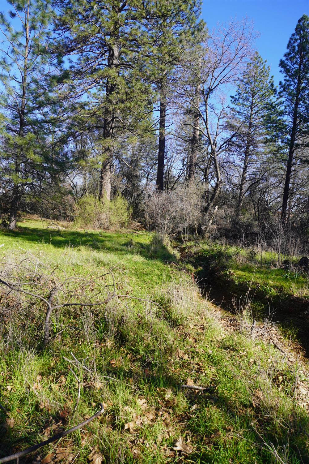 3695 Lily Lane Shingle Springs, CA 95682 - Photo 46 of 56