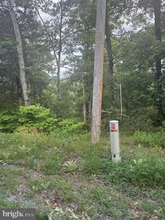 a view of a lake with a tree