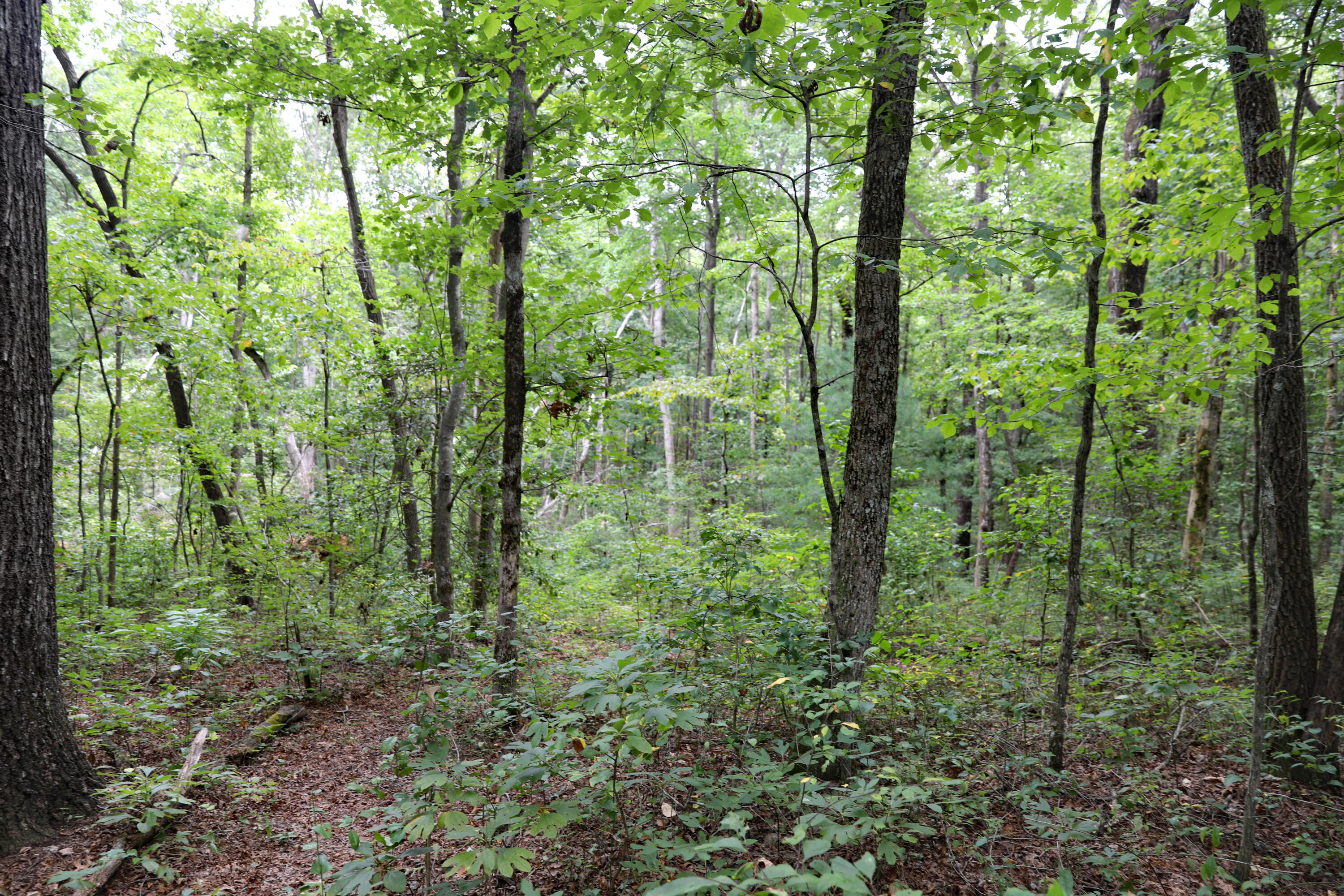 500 Little Fiery Road Sequatchie, TN 37374 - Photo 29 of 33 085A8222 copy
