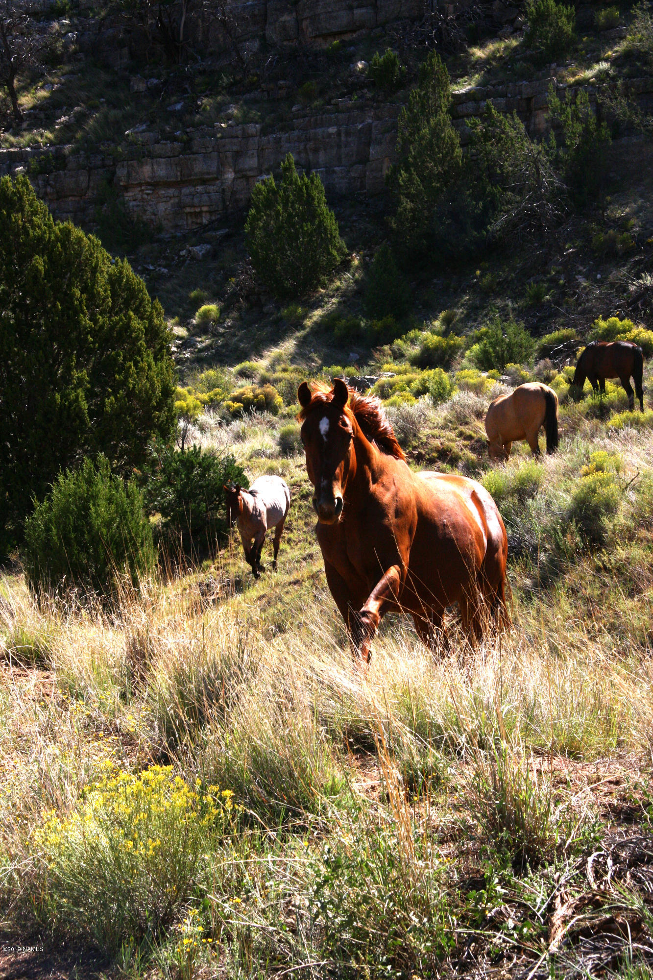 12899 Stockmens Road Flagstaff, AZ 86038 - Photo 15 of 26 a view of outdoor space and area