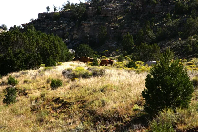 a view of a lake with a yard