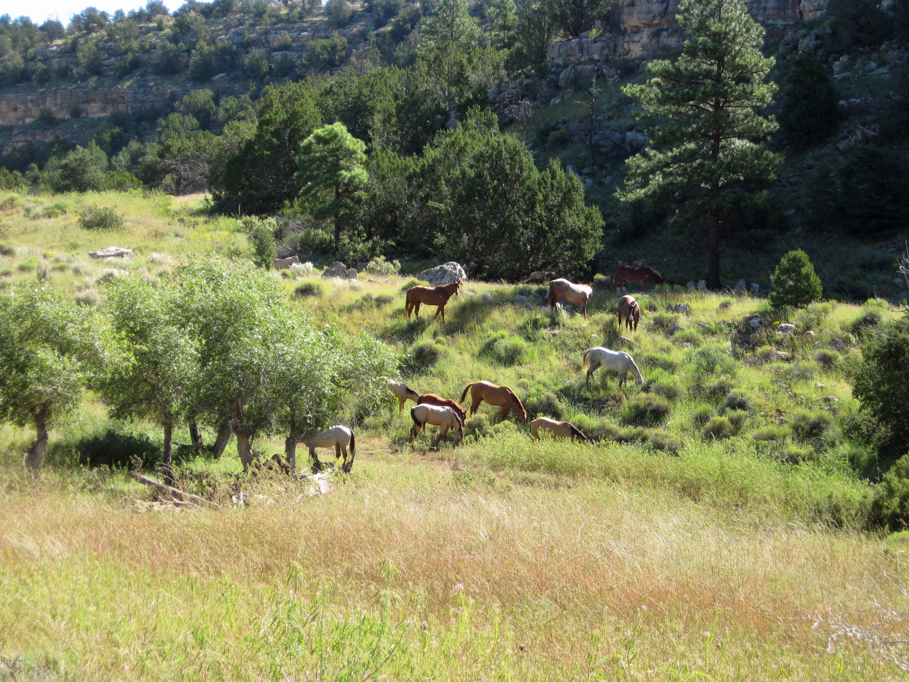 12899 Stockmens Road Flagstaff, AZ 86038 - Photo 17 of 26 a view of a lake with a yard
